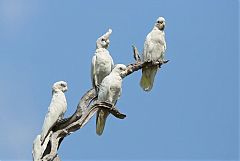 Little Corella